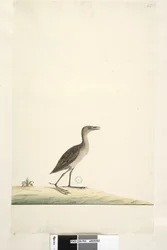 Page 93. Rallus. au-dessus du titre dans une autre main août. Taille réelle Marouette de Baillon Porzana pusilla, 1791-92
