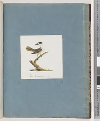 Page 93. Oiseau non identifié