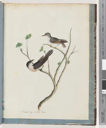 Page 94. Oiseaux non identifiés
