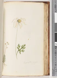 Page 95. Eriocalia major