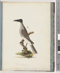 Page 95. Friarbird bruyant. Méliphage à front de bouton