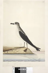 Oiseau de l