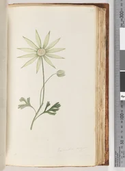 Page 96. Eriocalia major. Je crois que c