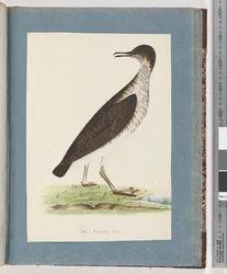 Page 96. Oiseau non identifié