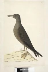 Oiseau de l
