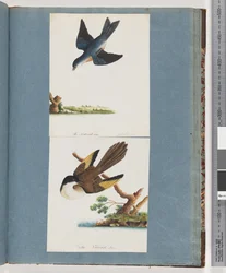 Page 97. Oiseaux non identifiés