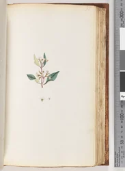 Page 97. Plante non identifiée