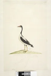 Anas. Cet oiseau est de la taille d