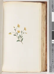 Page 98. Plante non identifiée