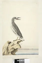 Page 99. Phaeton. Un jeune oiseau tropique 1/2 de la taille réelle Red, Tailed Tropicbird Phaethon rubricauda, 1791-92