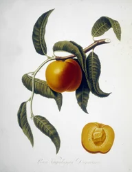 Pesca Vagaloggia Duracina (Pêche et branche de pêche). Herbier du 19ème siècle.