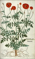 Pavot dans "De Historia Stirpium commentarii badges,..." par Leonhart Fuchs