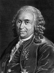 Portrait de Carl Von Linné naturaliste et écrivain suédois (1707 - 1778). Gravure du 19ème siècle