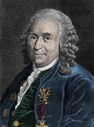 Portrait de Charles Linné (Carl von Linné, Linnéus 1707-1778), naturaliste suédois. Gravure du 19e siècle.
