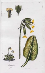 Primevère