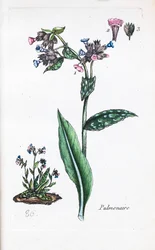 Pulmonaire