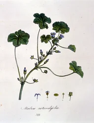 Violette : herbe dont l