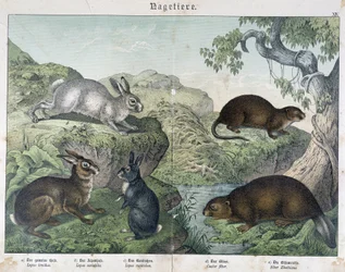 Lapin, castor - dans « Histoire naturelle des mammifères », éd. Schreiber