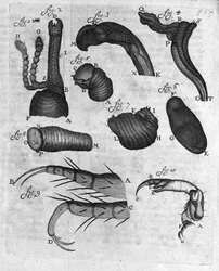 Représentation de charançons (curculiones lupi) Étude du commerçant et naturaliste néerlandais Antoine van Leeuwenhoek (ou Leeuvenhoek ou Leeuwenhoeck) (ou Antoni ou Anthonie) (1632-1723) Gravure de « Invetigatio Arcanorum » 1722