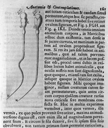 Représentation de spermatozoïdes de chien. Description par le commerçant et scientifique néerlandais Antoine van Leeuwenhoek (1632-1723). Gravure de "Investigatio Arcanorum" 1722