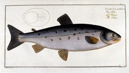 Saumon (Salmo salar) par Marc Elieser Bloch Ichtyologie Paris - Berlin - Londres 1787