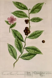 Plante de thé sinensis - planche botanique