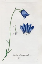 Petite campanule
