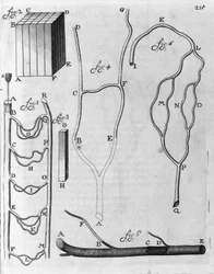 Étude de la circulation sanguine chez les poissons volants et autres animaux. Description par le commerçant et scientifique néerlandais Antoine van Leeuwenhoek (1632-1723). Gravure de "Arcana Natura Detecta" 1695.