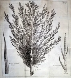 Canne à sucre avec feuille et bâton - Dans « Histoire naturelle du cacao et du sucre »