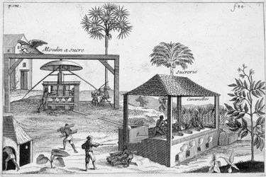 Fabrication du sucre : Moulin à sucre et sucrerie - dans « Histoire générale des drogues, simples et composées » par Pomet