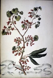 Sylvestris Rotundifolia. Herbier du 19ème siècle.