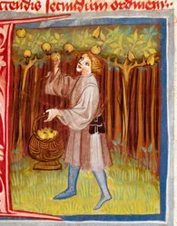 La cueillette des fruits. Miniature tirée du « Rustican ou Livre des profits champêtres et ruraux » (Rerum ruralium commodorum) de Pietro de Crescenzi (Crescent Stone ou Crescens Stone) (1233-1320), XIVe siècle. Prague, Bibliothèque nationale