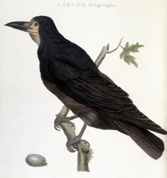 Le corbeau Frugilegus - planche d