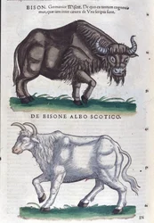 Le bison et le bison blanc d