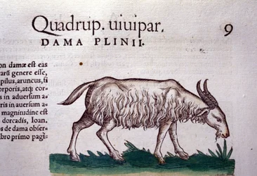 La chèvre d