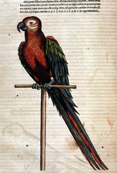 Le perroquet d