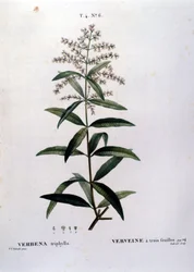 La verveine. Gravure du 19ème siècle