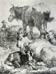 Cheval de trait, chèvre, bouc et bélier - gravure
