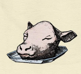 Tête de veau, gravure fin 19ème siècle