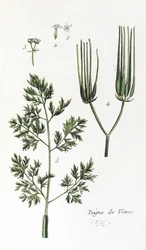 Peigne de Vénus