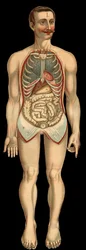 Vue de la cavité thoracique et abdominale de face après retrait de la cage thoracique et abdominale. (Intestin grêle, estomac, etc.)