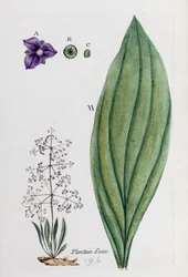 Plantain d