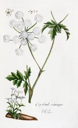 Cerfeuil sauvage
