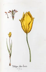 Tulipe en bois