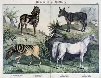 Zèbres, âne et cheval - dans « Histoires naturelles des mammifères », éd. Schreiber