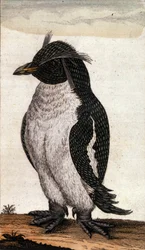 Planche zoologique représentant un oiseau Diomedea de la famille des albatros. Gravure du 18ème siècle