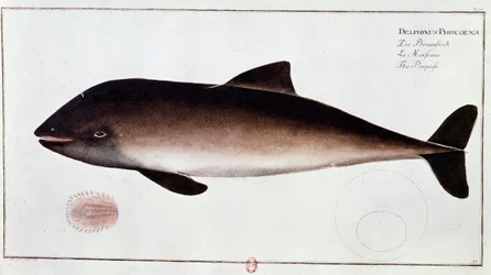Zoologie : planche représentant un marsouin