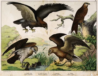 a : Aigle royal (Aquila chrysaëtos), b : Pygargue à queue blanche (Haliaëtus albicilla), c : Circaète Jean-le-Blanc (Circaëtus gallicus), d : Milan royal (Milvus regalis) - dans « Histoire naturelle des oiseaux », éd. Hoepli, Milan.