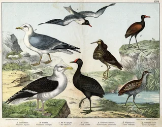 a : Combattant varié (Machetes pugnax), b : Gallinule poule-d