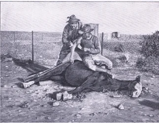 Une évasion étroite. Un éclaireur blessé qui a perdu son cheval, de Après Pretoria : La Guerre des guérillas publiée par Harmsworth Bros Limited